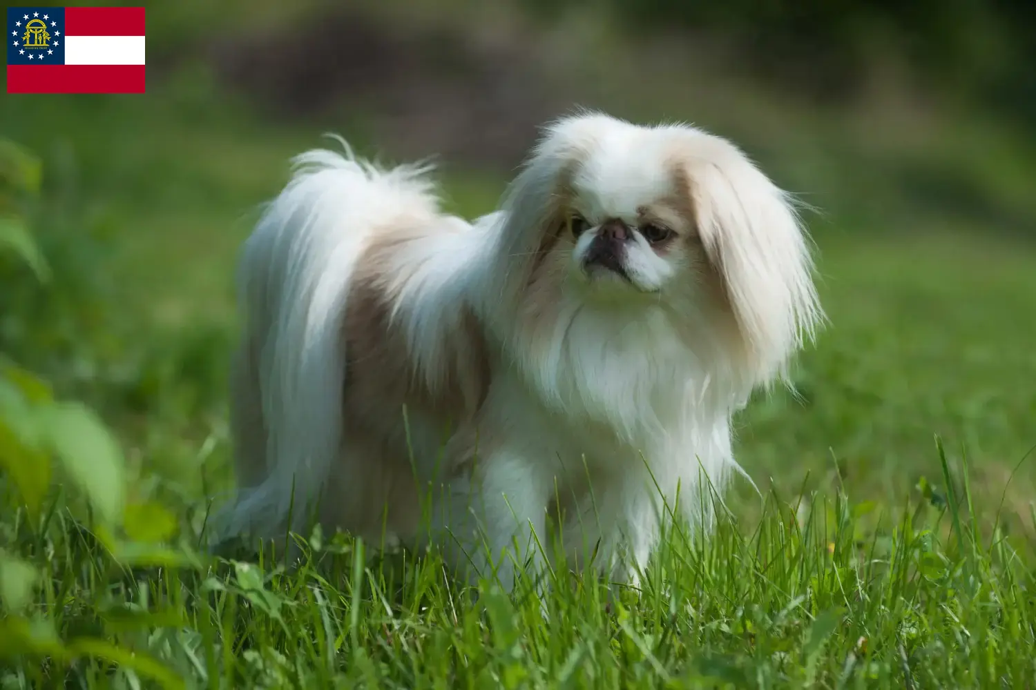 Japan Chin puppies and breeders Georgia Here you can find Japan Chin breeders in Georgia.