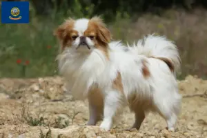 Read more about the article Japan Chin breeders and puppies in Idaho