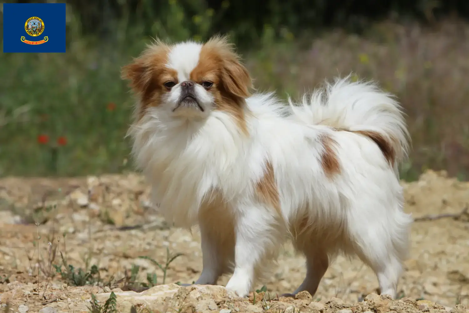 Read more about the article Japan Chin breeders and puppies in Idaho