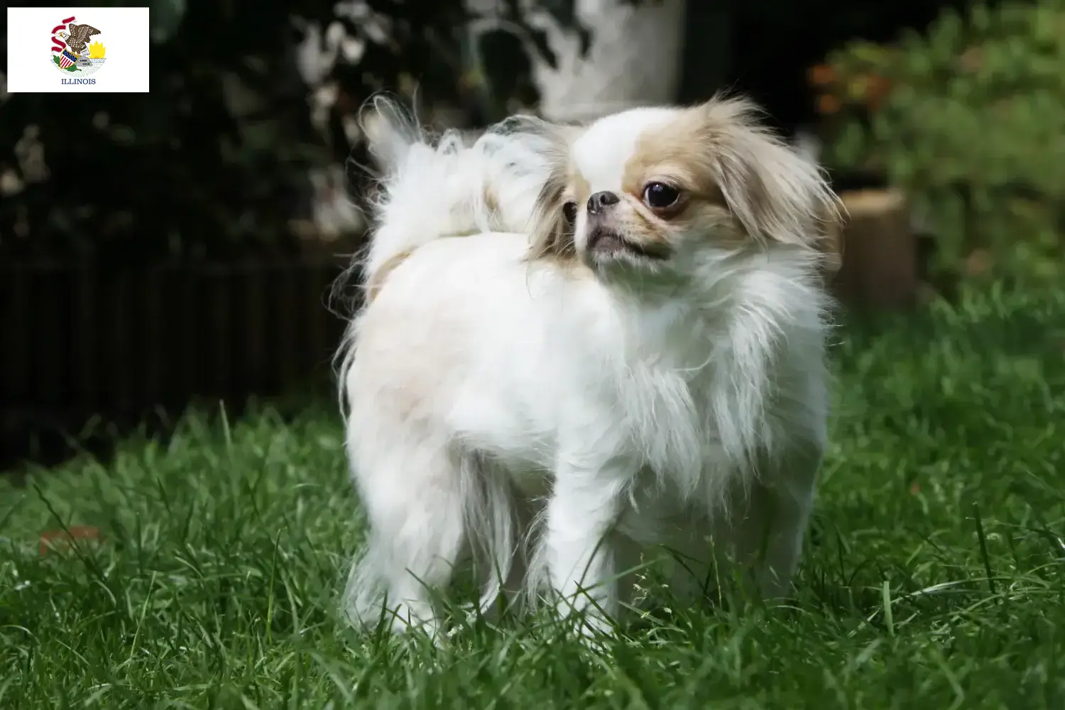 Read more about the article Japan Chin breeders and puppies in Illinois