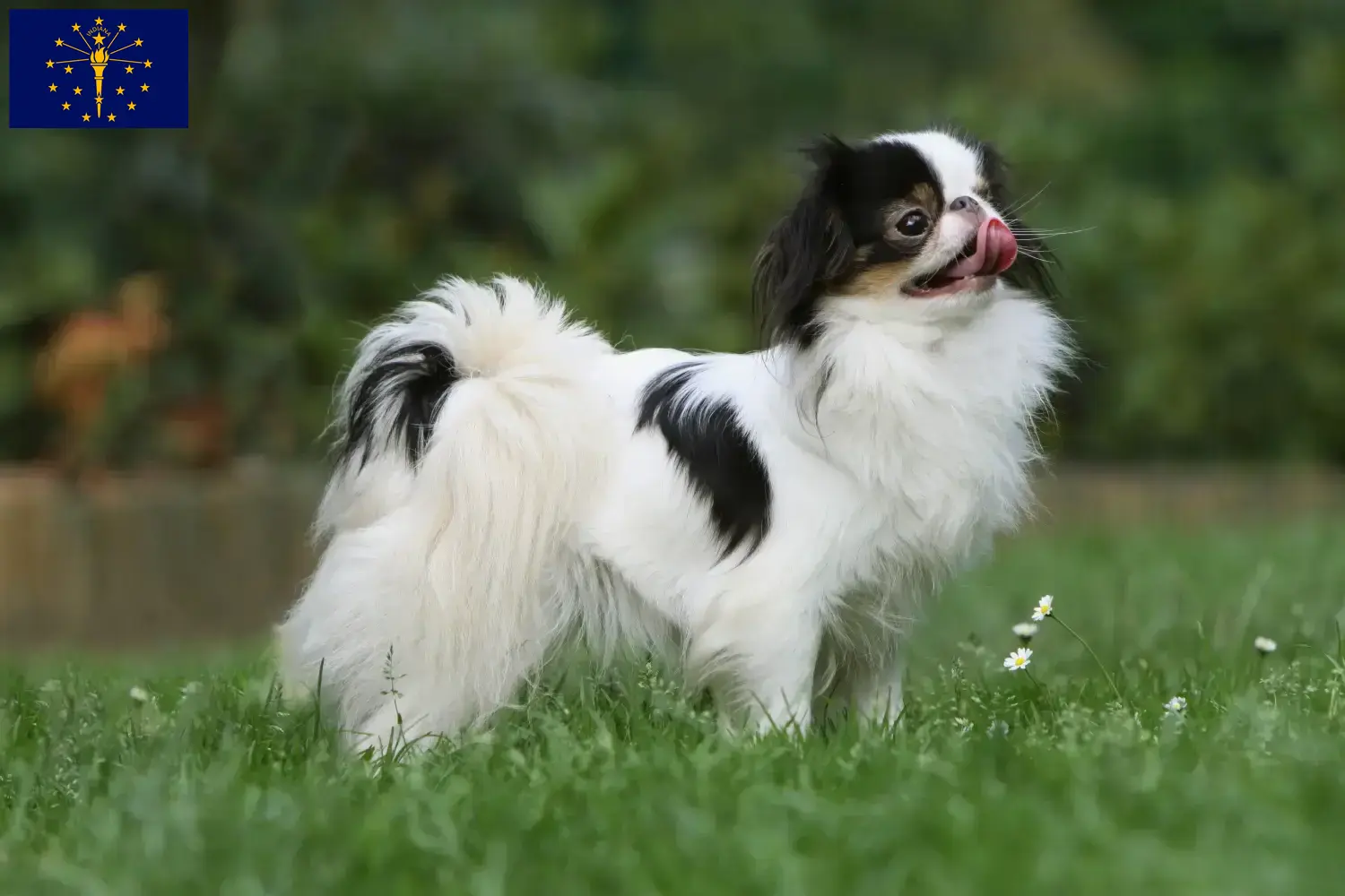 Read more about the article Japan Chin breeders and puppies in Indiana
