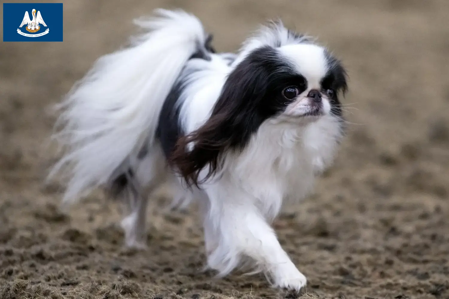 Read more about the article Japan Chin breeders and puppies in Louisiana