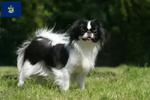 Read more about the article Japan Chin breeders and puppies in Maine