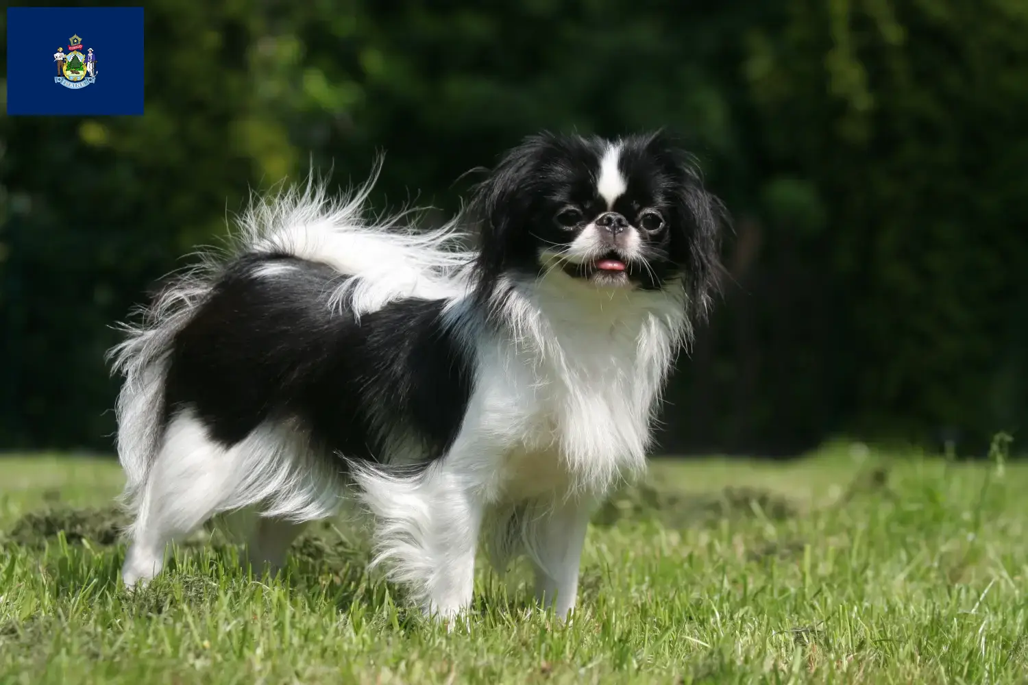 Read more about the article Japan Chin breeders and puppies in Maine