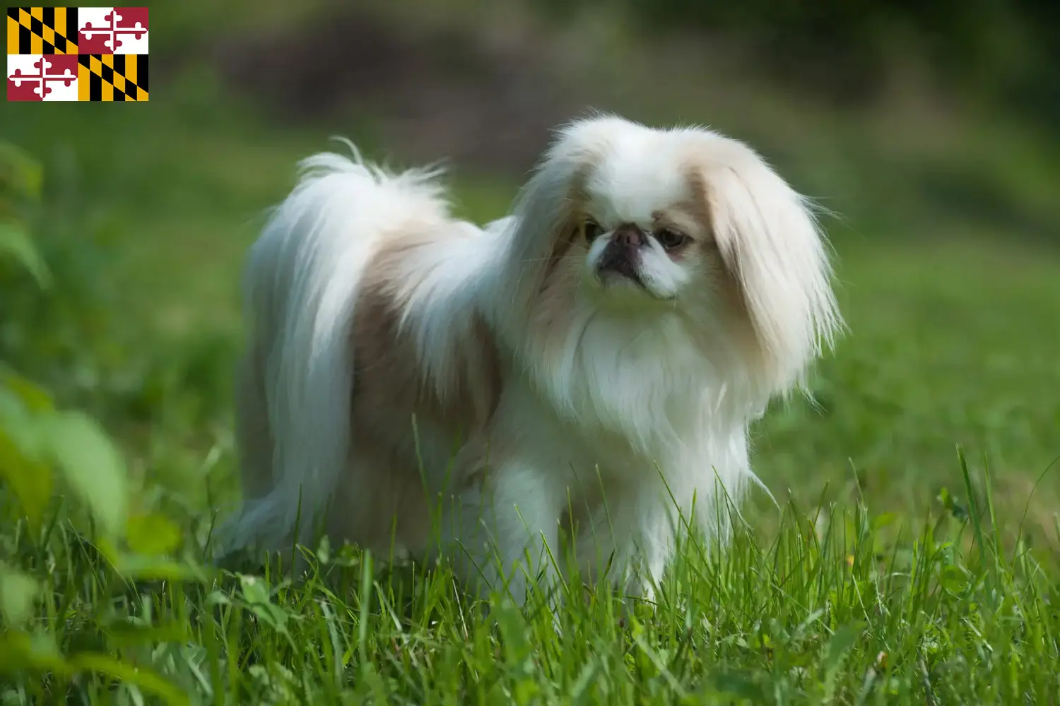 Read more about the article Japan Chin breeders and puppies in Maryland