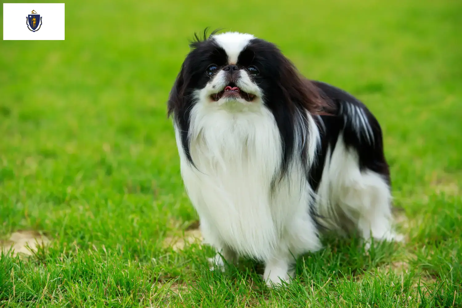 Read more about the article Japan Chin breeders and puppies in Massachusetts
