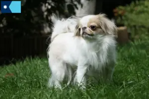 Read more about the article Japan Chin breeders and puppies in Minnesota