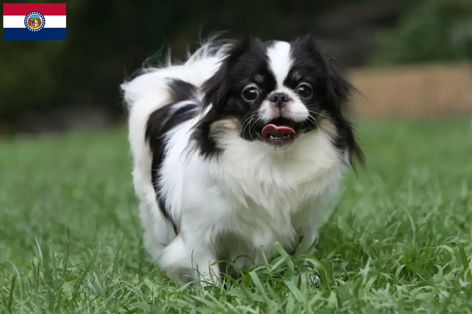 Read more about the article Japan Chin breeders and puppies in Missouri