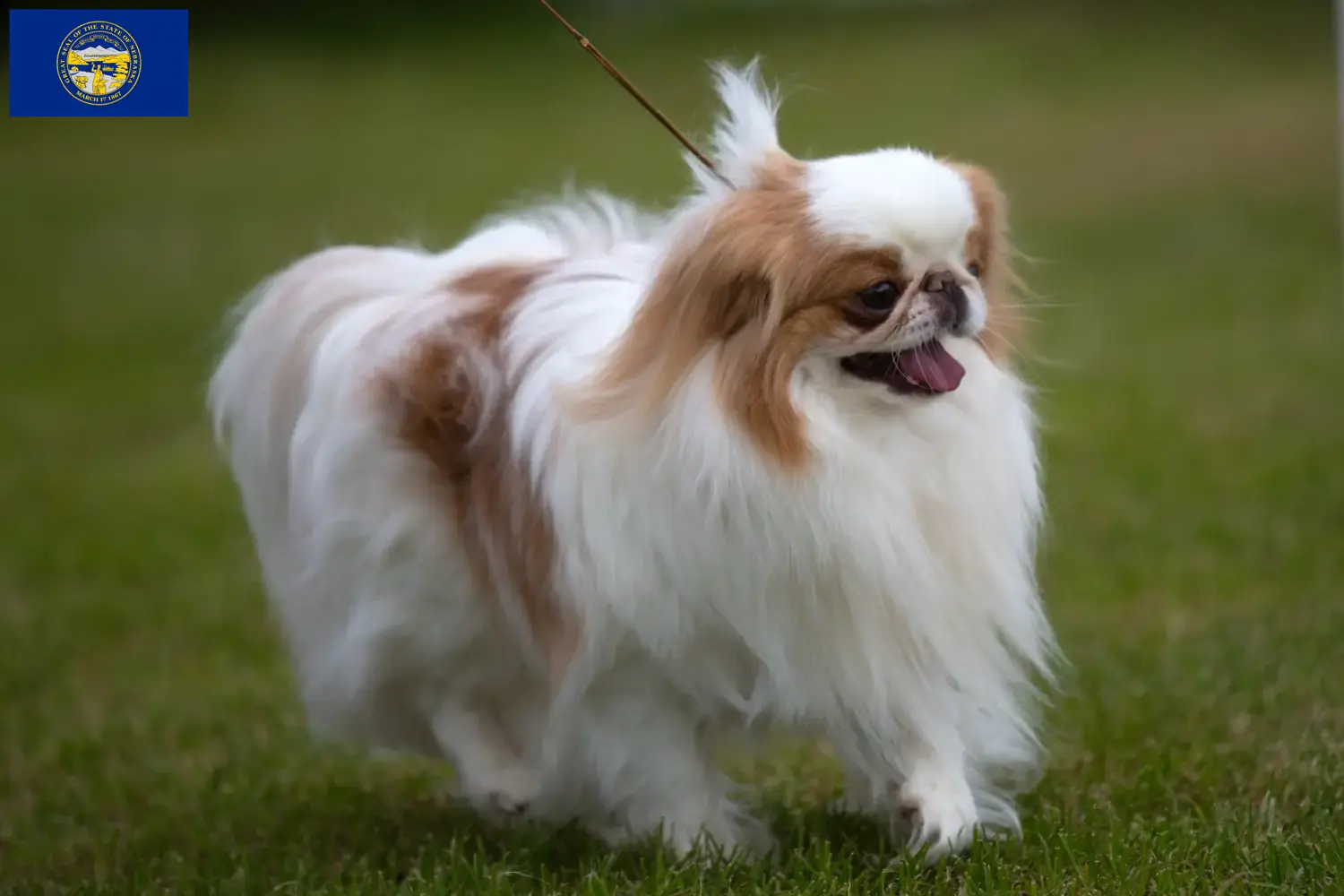 Read more about the article Japan Chin breeders and puppies in Nebraska