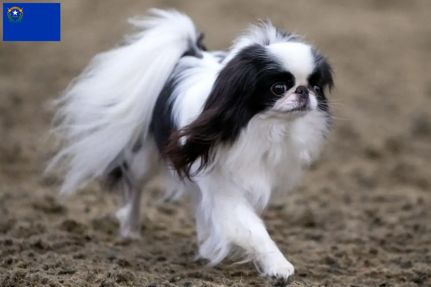 Read more about the article Japan Chin breeders and puppies in Nevada