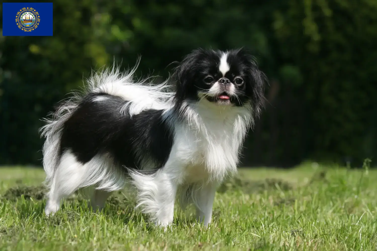Read more about the article Japan Chin breeders and puppies in New Hampshire