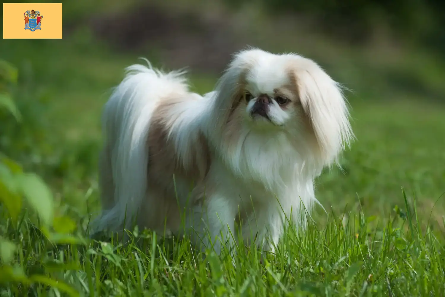 Read more about the article Japan Chin breeders and puppies in New Jersey