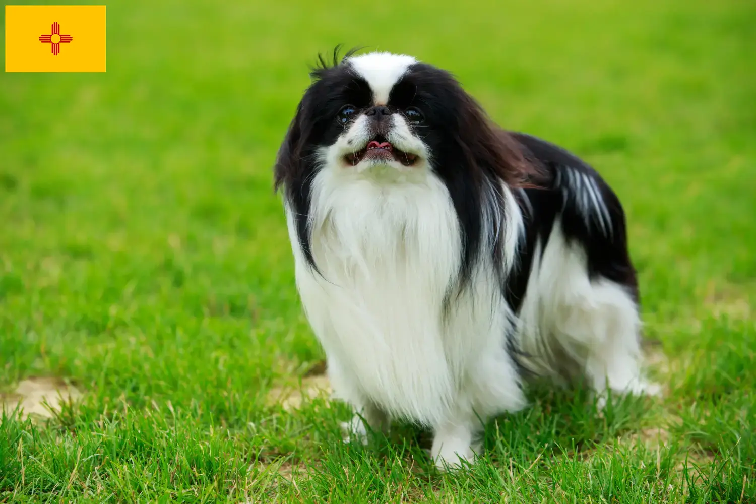 Read more about the article Japan Chin breeders and puppies in New Mexico