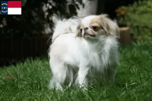 Read more about the article Japan Chin breeders and puppies in North Carolina