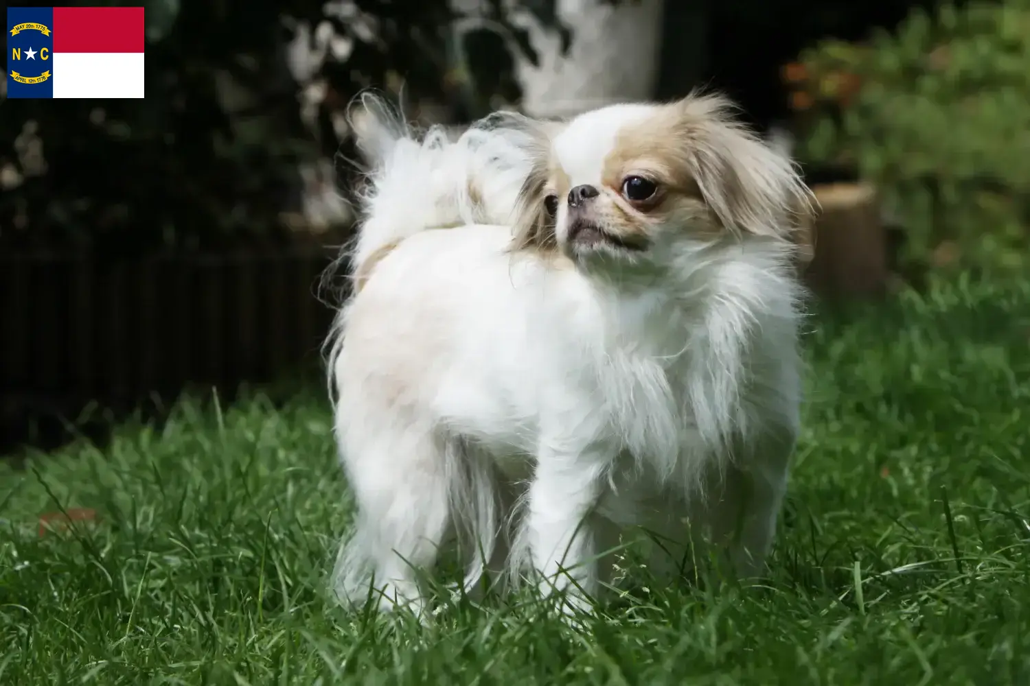 Read more about the article Japan Chin breeders and puppies in North Carolina