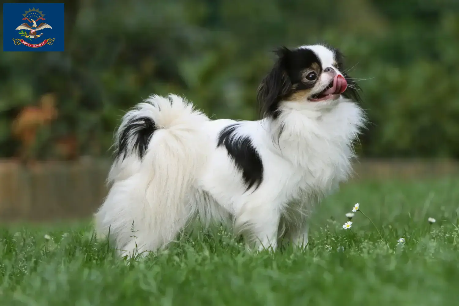 Read more about the article Japan Chin breeders and puppies in North Dakota