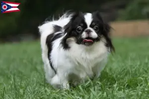 Read more about the article Japan Chin breeders and puppies in Ohio