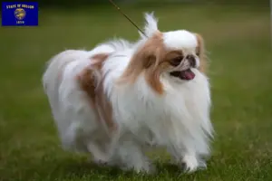 Read more about the article Japan Chin breeders and puppies in Oregon