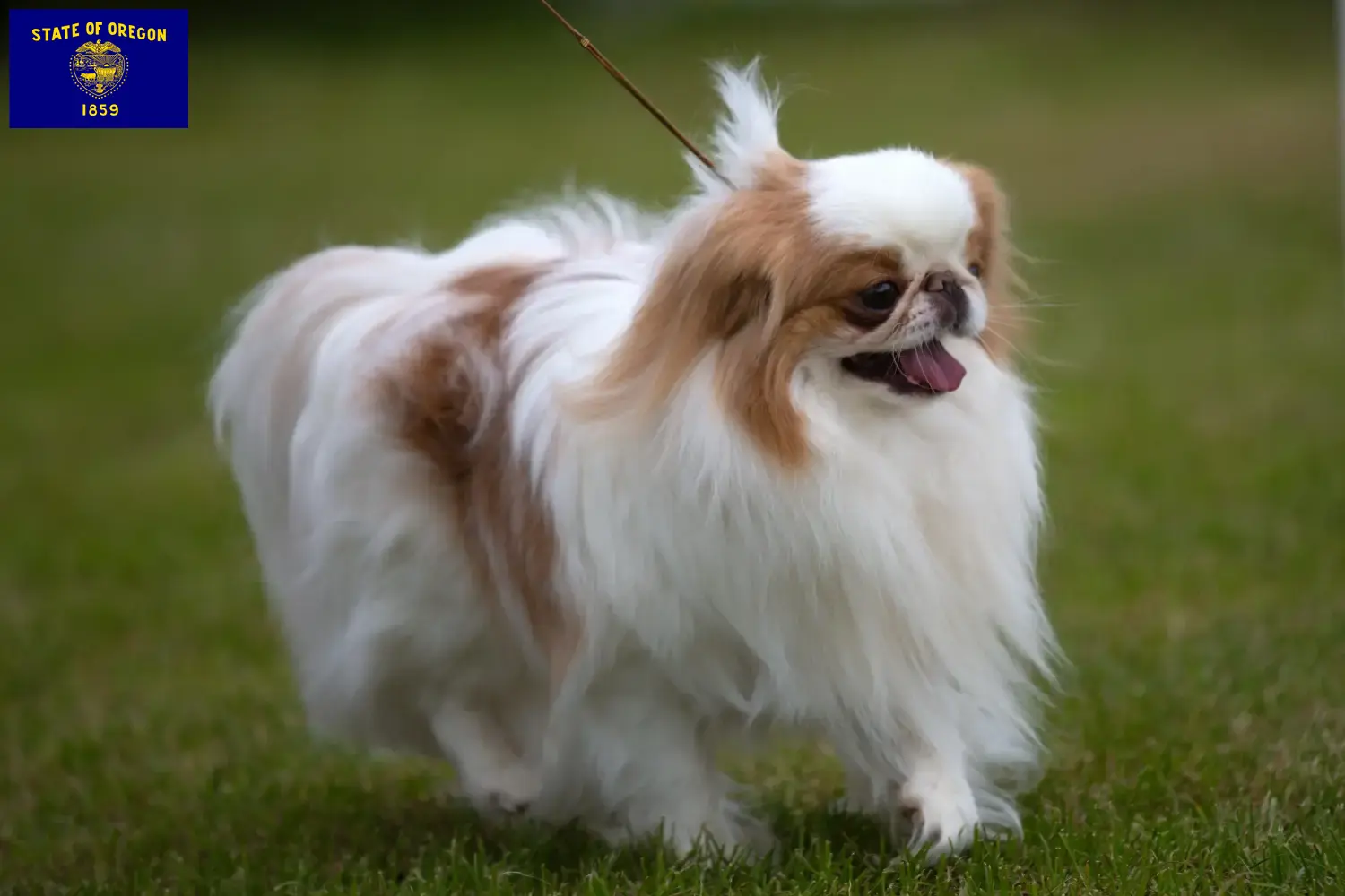 Japan Chin puppies and breeders Oregon Find here Japan Chins breeders in Oregon.