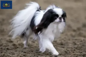 Read more about the article Japan Chin breeders and puppies in Pennsylvania