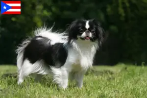 Read more about the article Japan Chin breeders and puppies in Puerto Rico
