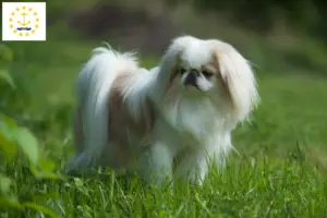 Read more about the article Japan Chin breeders and puppies in Rhode Island