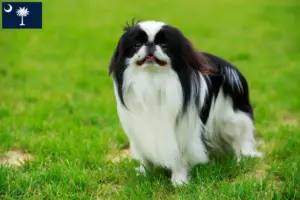 Read more about the article Japan Chin breeders and puppies in South Carolina