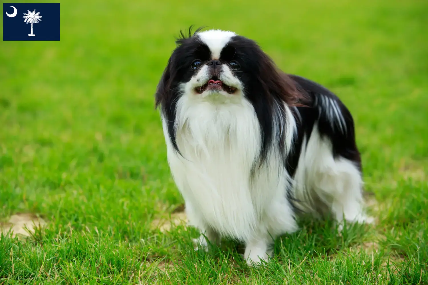 Read more about the article Japan Chin breeders and puppies in South Carolina