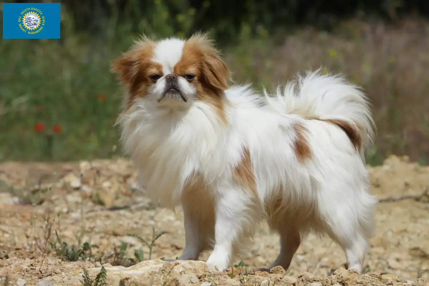 Japan Chin puppies and breeders South Dakota Here you can find Japan Chins breeders in South Dakota.