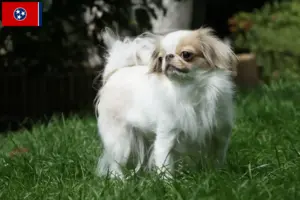 Read more about the article Japan Chin breeders and puppies in Tennessee