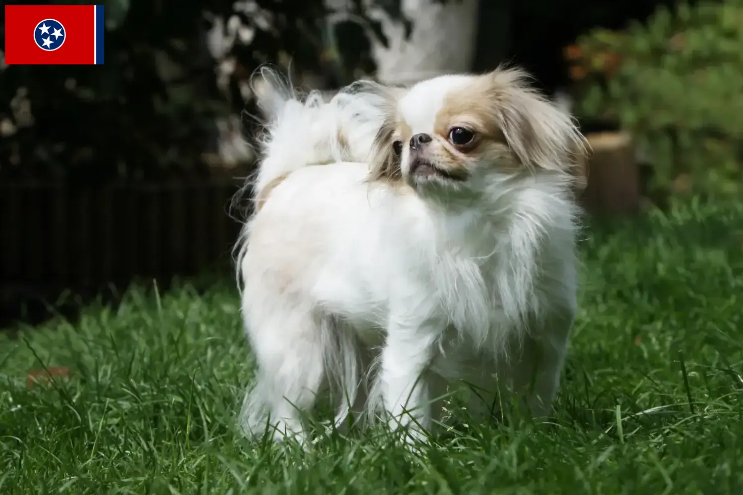 Read more about the article Japan Chin breeders and puppies in Tennessee