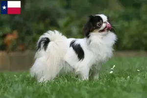 Read more about the article Japan Chin breeders and puppies in Texas