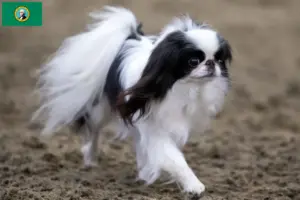 Read more about the article Japan Chin breeders and puppies in Washington