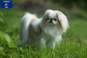 Read more about the article Japan Chin breeders and puppies in Wisconsin