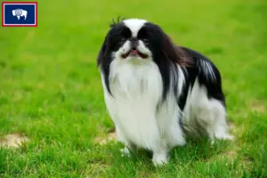 Read more about the article Japan Chin breeders and puppies in Wyoming