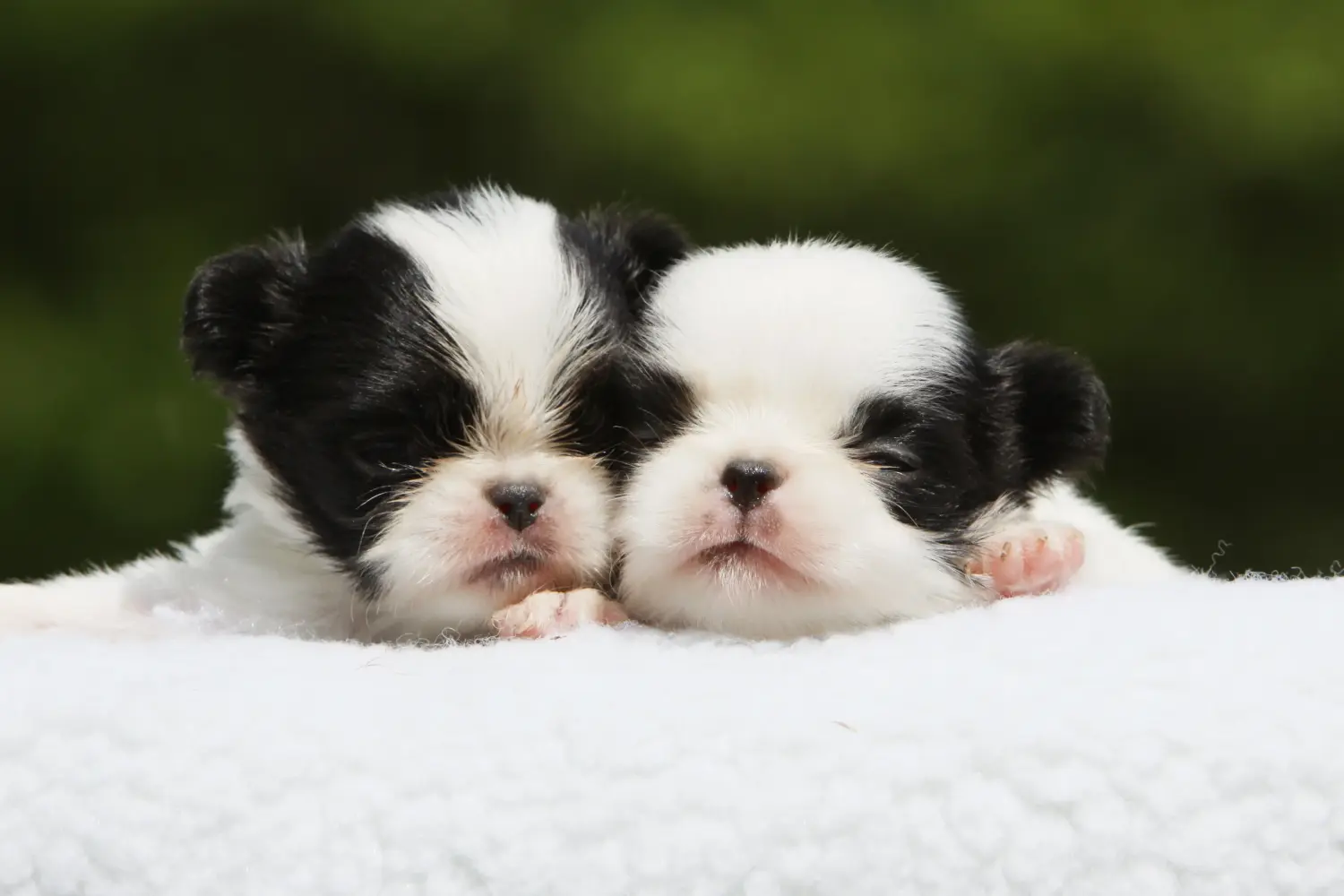 Buying a Japan Chin puppy means taking responsibility! Buy Japan Chin puppies.