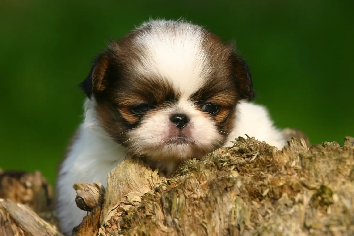 Buying a Japan Chin puppy means taking responsibility! Buy Japan Chin puppies.
