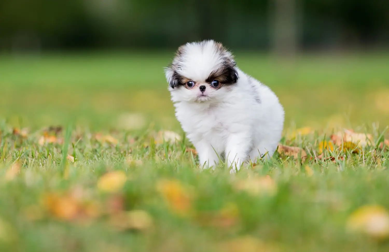 Buying a Japan Chin puppy means taking responsibility! Buy Japan Chin puppies.