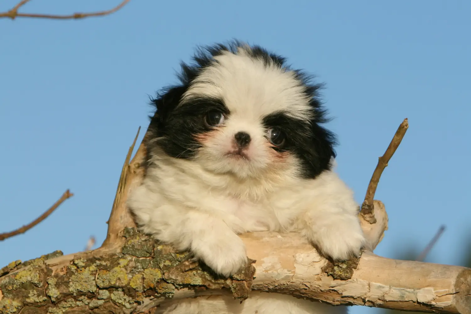 Buying a Japan Chin puppy means taking responsibility! Buy Japan Chin puppies.