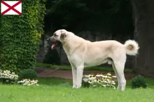 Read more about the article Kangal breeders and puppies in Alabama