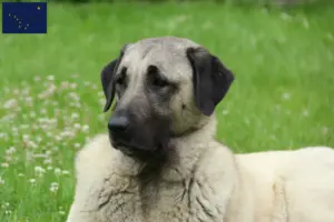 Read more about the article Kangal breeders and puppies in Alaska
