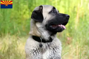Read more about the article Kangal breeders and puppies in Arizona