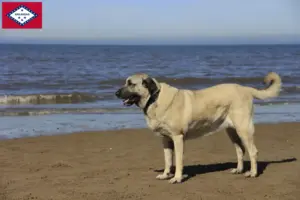 Read more about the article Kangal breeders and puppies in Arkansas