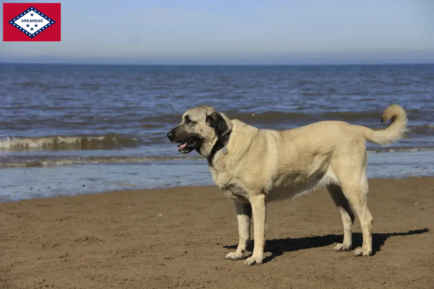 Kangal puppies and breeders Arkansas Find Kangals breeders in Arkansas here.