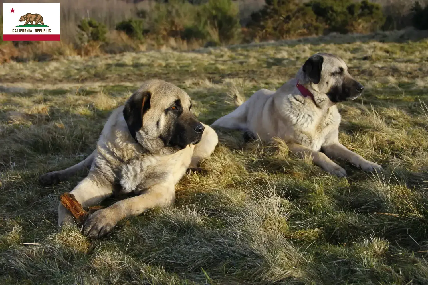 Kangal puppies and breeder California Find Kangals breeders in California here.
