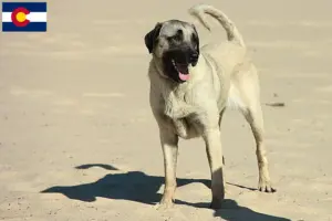 Read more about the article Kangal breeders and puppies in Colorado
