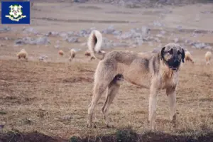 Read more about the article Kangal breeders and puppies in Connecticut