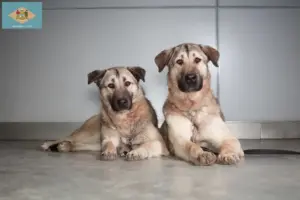 Read more about the article Kangal breeders and puppies in Delaware