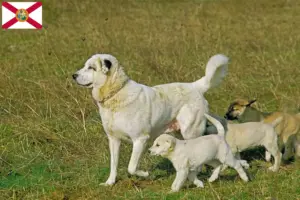 Read more about the article Kangal breeders and puppies in Florida