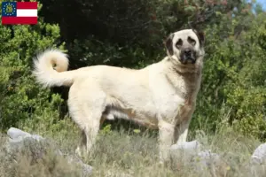 Read more about the article Kangal breeders and puppies in Georgia